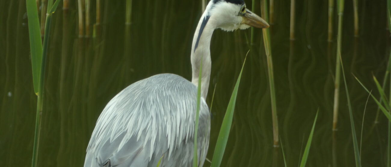 Max Blank Fischreier am Gartenteich