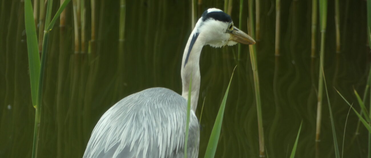 Max Blank Fischreier am Gartenteich